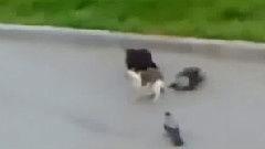 鸽子爆料打架视频播放,揭秘校园暴力冲突瞬间