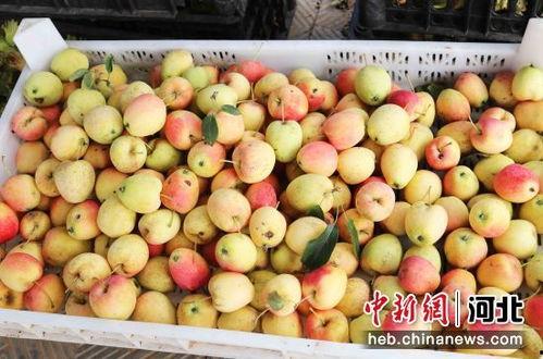 石家庄水果最新爆料,尽享时令美味